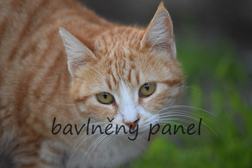 Bavlněný panel KOC 147 — foto 1