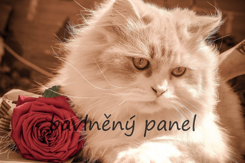 Bavlněný panel KOC 166 — foto 1