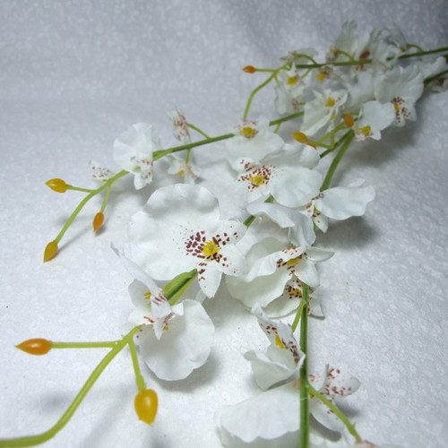Drobnokvětá orchidej bílá 95 cm