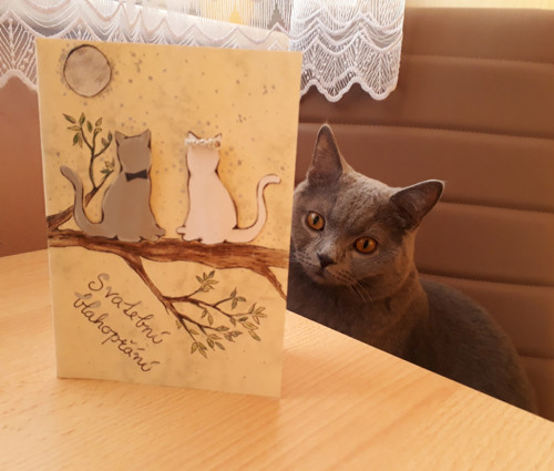 Svatební blahopřání - Kočky — foto 1