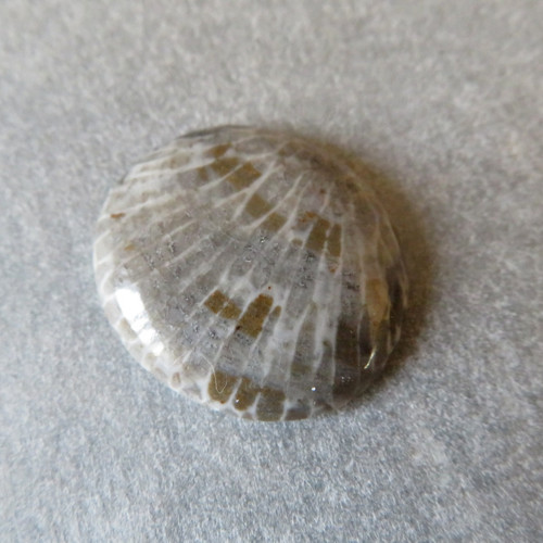 Bryozoan Kabošon - č.3 — foto 1