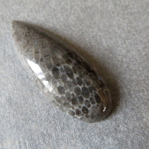 Bryozoan Kabošon - č.4 — foto 1