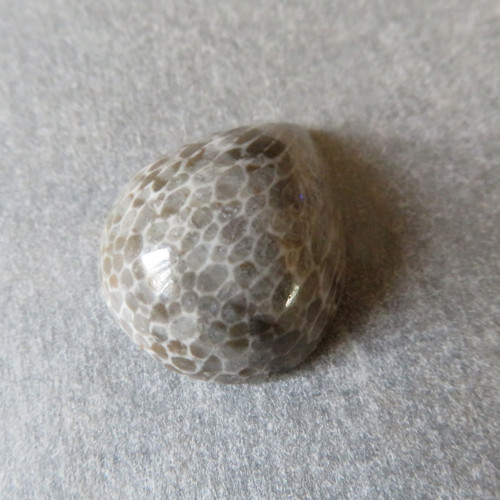 R Bryozoan Kabošon - č.6 — foto 1