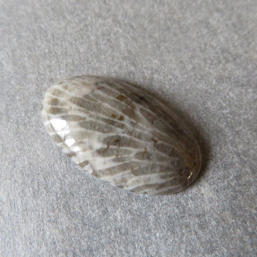 Bryozoan Kabošon - č.8 — foto 1