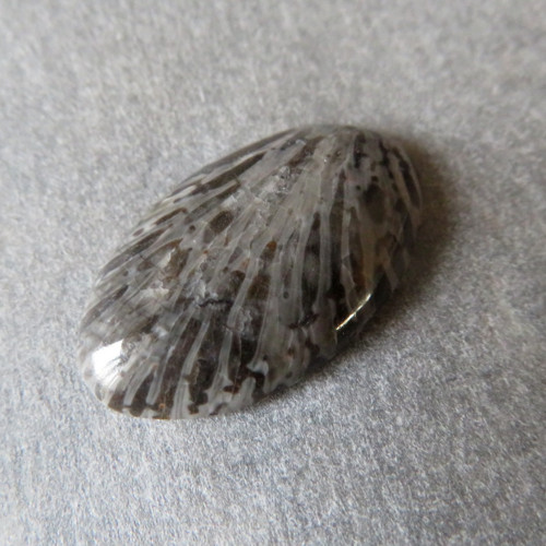 Bryozoan Kabošon - č.9 — foto 1