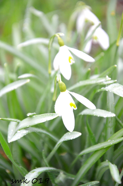 V dešti - autorská fotografie