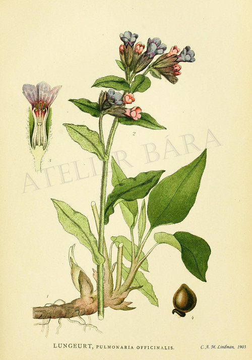Z herbáře - plicník — foto 1