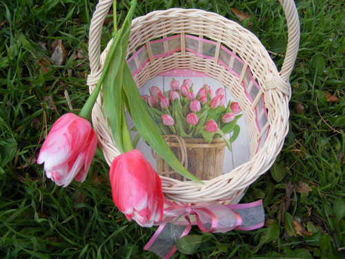 Tulipánový