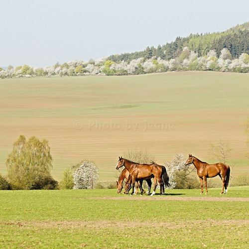 Ze života koní IV. - autorská fotografie