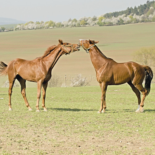 Ze života koní VI. - autorská fotografie