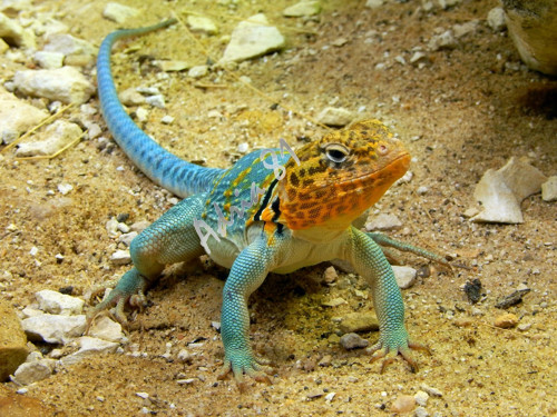 Leguánek