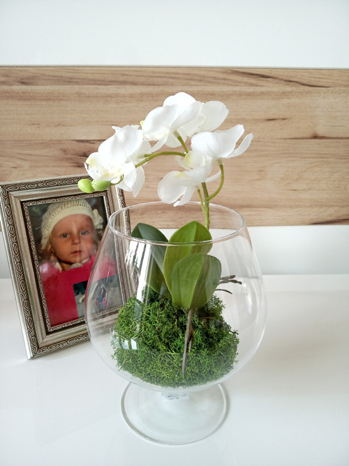 Orchidej ve skle — foto 1