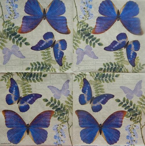 Blue Morpho 2174 — foto 1