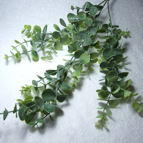 Eukalyptus 60 cm — foto 1