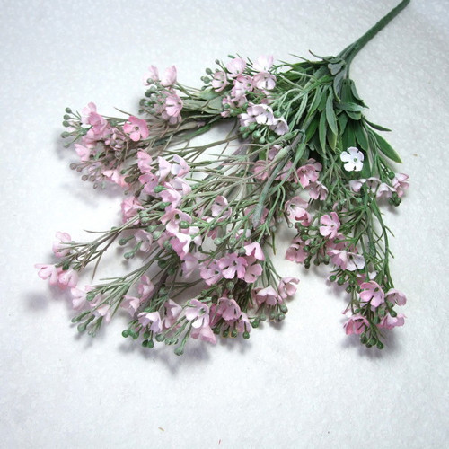 Řeřišnice růžová — foto 1