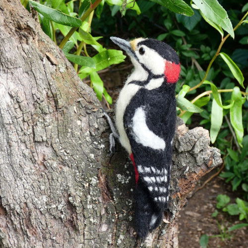 Strakapoud velký( Dendrocopos major) — foto 1