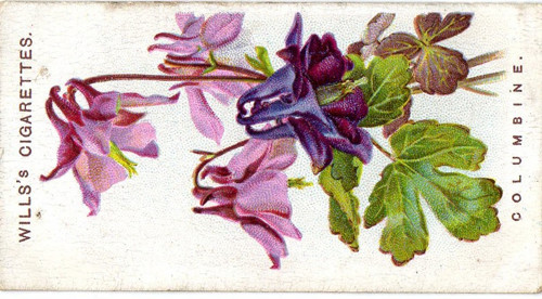 103.Kartička Orlíček, rostlina — foto 1