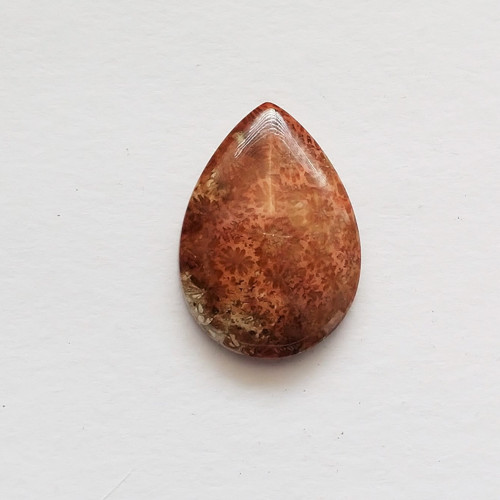 Korál fosilní 28 kabošon 39 x 27 x 8 mm