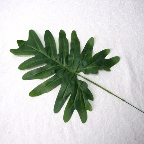 List Philodendron — foto 1