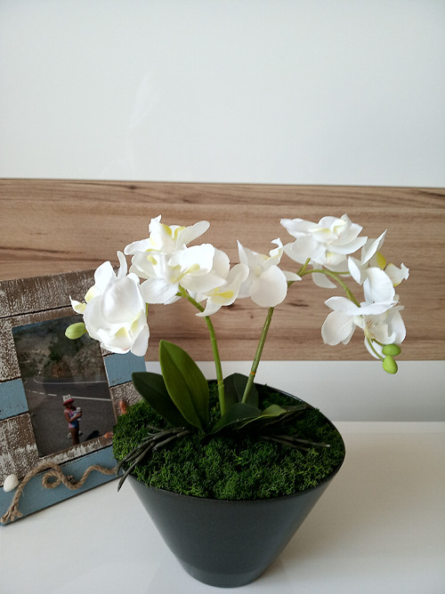 Orchidej... — foto 1