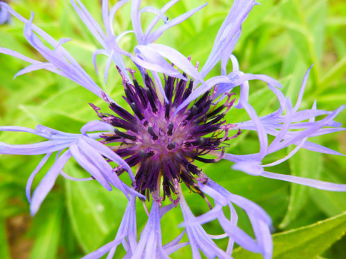 Chrpa