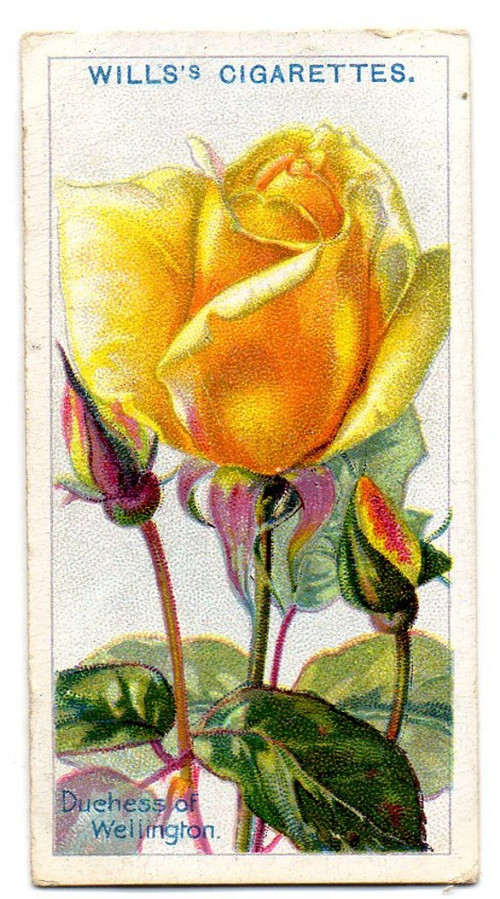 46.Kartička Růže — foto 1