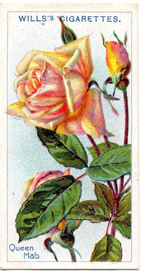 50.Kartička Růže — foto 1