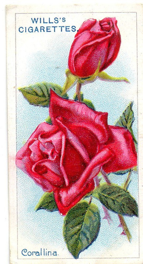 54.Kartička Růže — foto 1