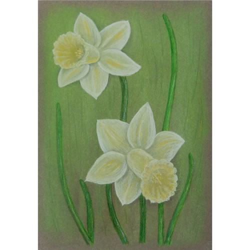 Narcisy