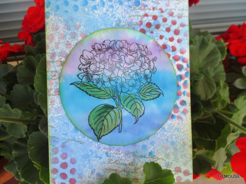 Hydrangea — foto 1