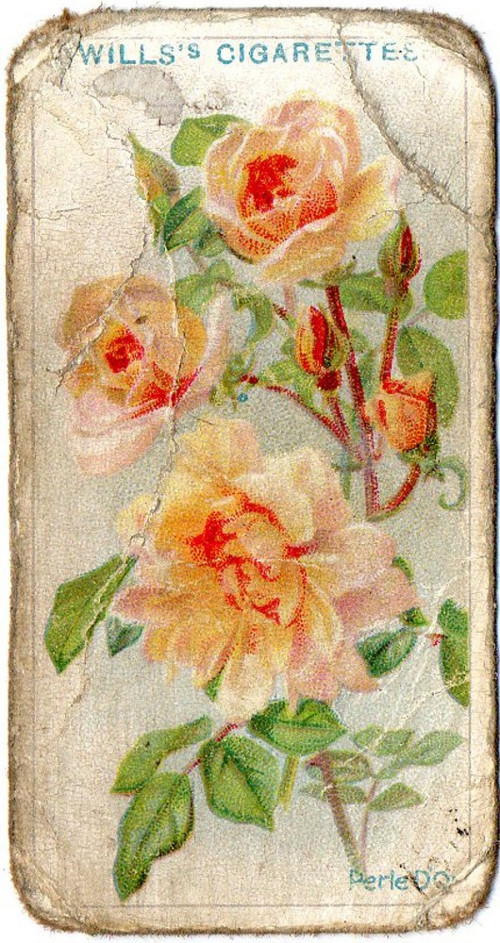 32.Kartička Růže — foto 1