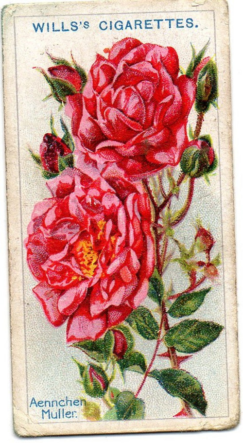 11.Kartička Růže — foto 1