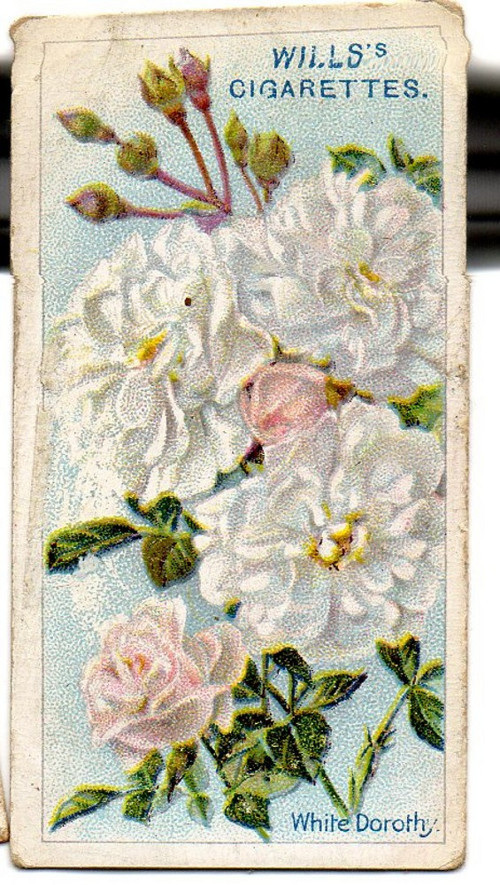 20.Kartička Růže — foto 1