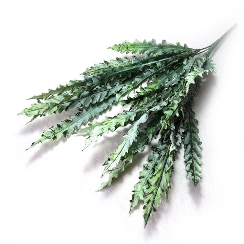 Kapradina Asplenium — foto 1