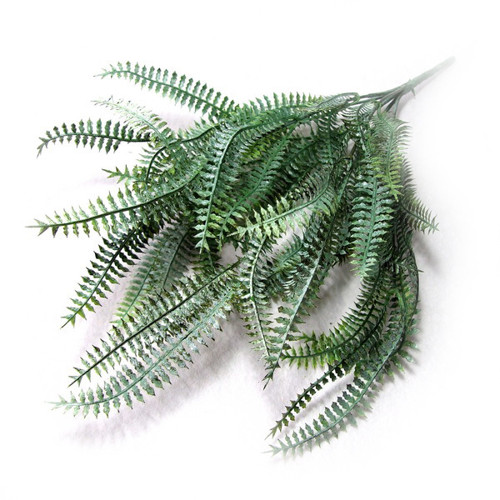 Kapradina Nephrolepis — foto 1