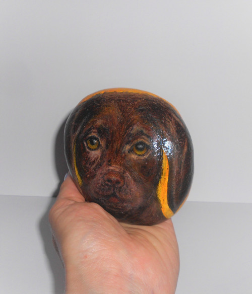 Čokoládový labrador — foto 1