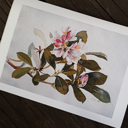 Přáníčko - Rhododendron III