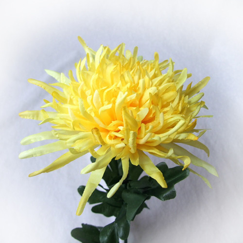 Chrysantéma žlutá — foto 1