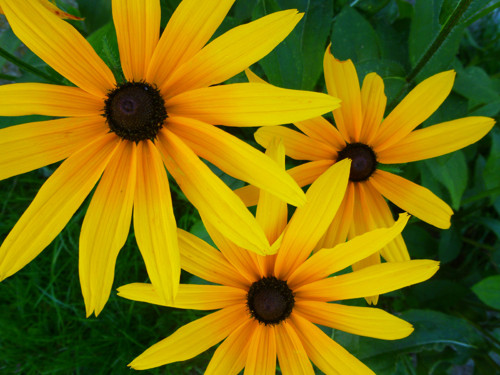 Rudbekie žlutá — foto 1