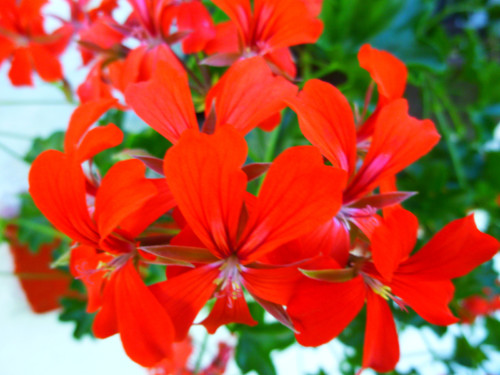 Pelargonie