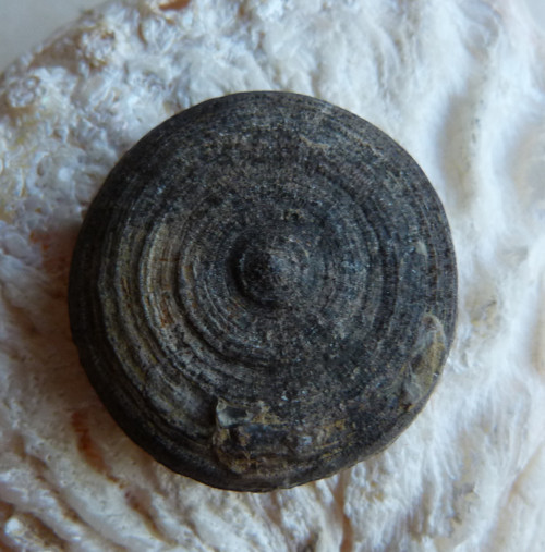 Fosilní korál Cyclolites - 3,4 cm — foto 1