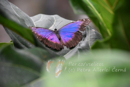 Modrý drahokam Morpho peleides