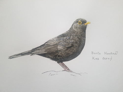 Kos černý — foto 1