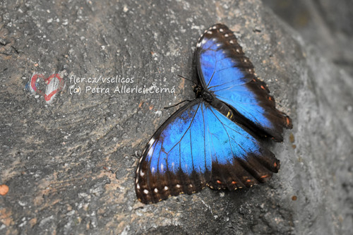 Morpho peleides