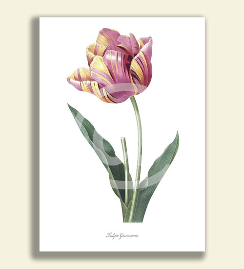 Tisk na grafickém papíře - TULIPÁN ZAHRADNÍ