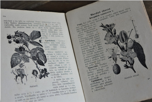Léčivé rostliny - herbář — foto 1