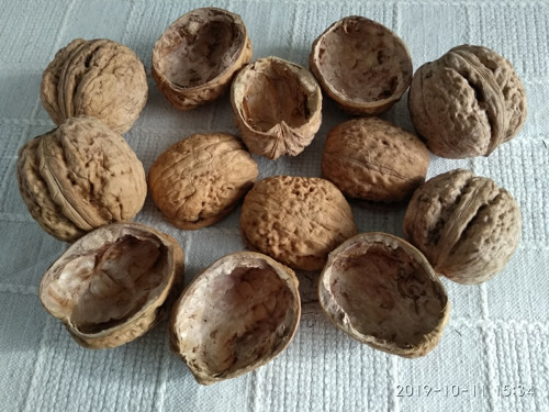 Skořápky ořechů — foto 1