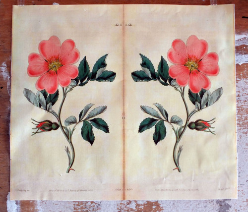 Látkový panel Šípková růže 2 30 cm x 35 cm