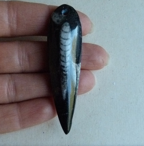 Orthoceras - 6,8 cm — foto 1
