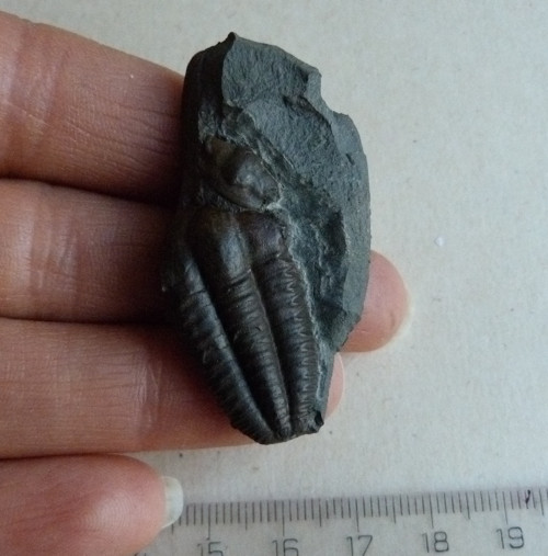 Trilobit ČR - 4,7 cm — foto 1